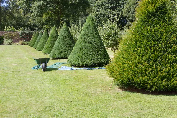 Tree Trimming Tree Trimming