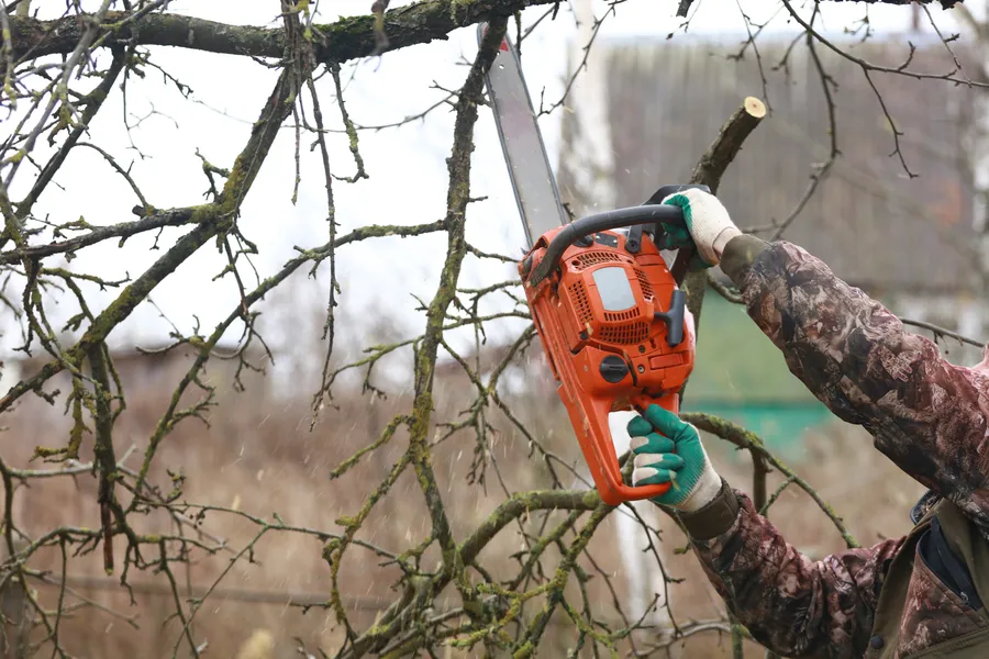 Expert Tree Trimming Poulsbo, WA