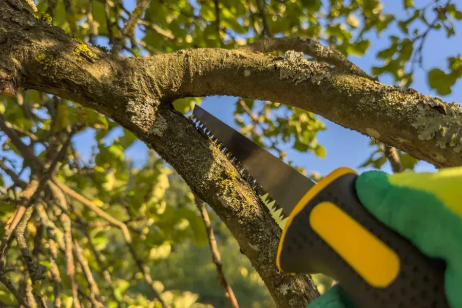 Premium Tree Trimming Poulsbo, WA