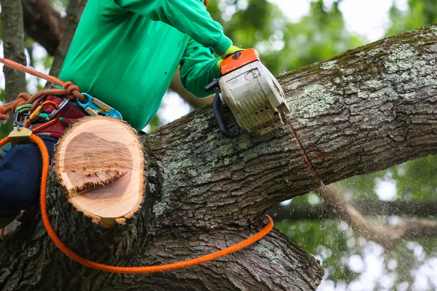 Reputable Tree Trimming Poulsbo, WA