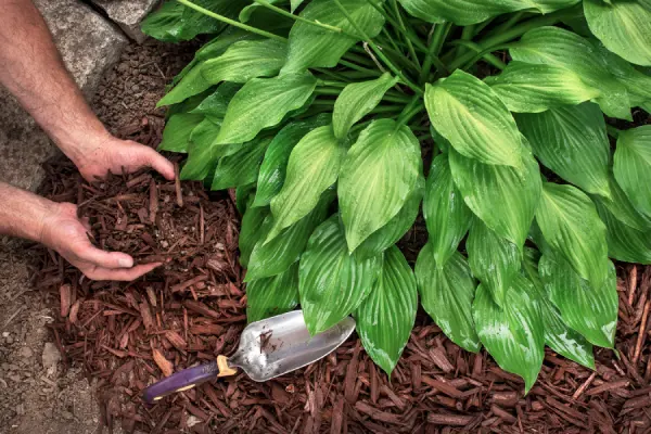 Superior Mulching Poulsbo, WA