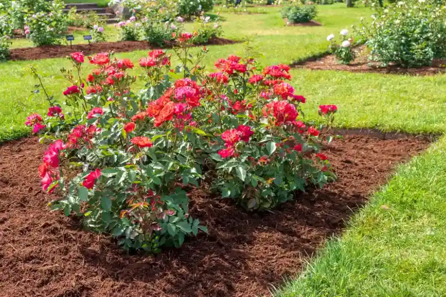 The Role Of Mulching In Preventing Weed Growth in Poulsbo, WA